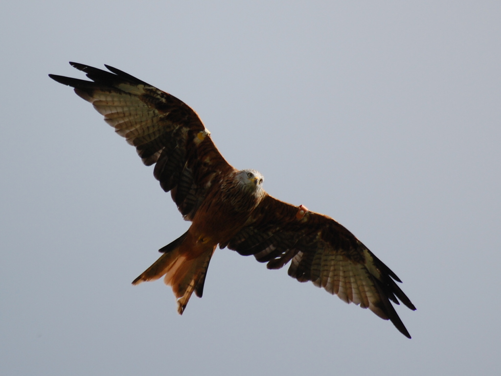 Red Kites
